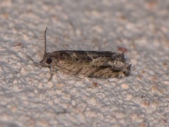 Pseudexentera haracana