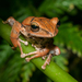 Taiwan Whipping Frog - Photo (c) Liu JimFood, some rights reserved (CC BY-NC), uploaded by Liu JimFood