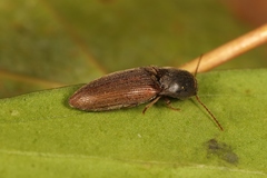 Agriotes sputator