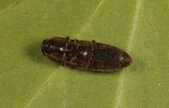 Agriotes sputator