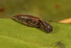 Agriotes sputator
