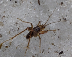 Ceuthophilus maculatus
