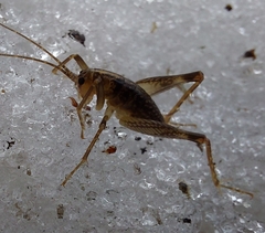 Ceuthophilus maculatus