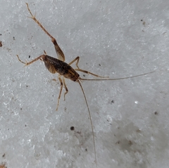 Ceuthophilus maculatus