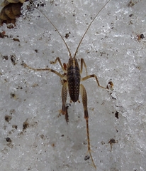 Ceuthophilus maculatus