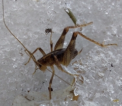 Ceuthophilus maculatus
