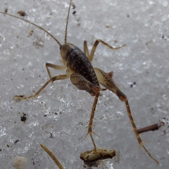 Ceuthophilus maculatus