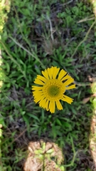 Helenium pinnatifidum
