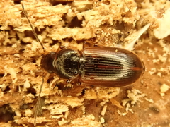 Stenolophus mixtus