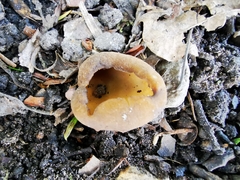 Peziza vesiculosa