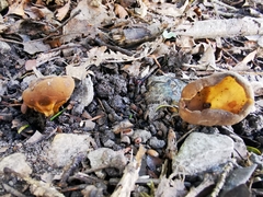 Peziza vesiculosa