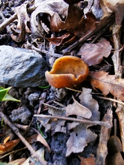 Peziza vesiculosa