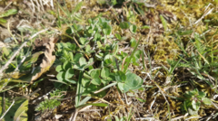 Trifolium repens