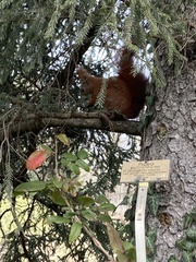 Sciurus vulgaris