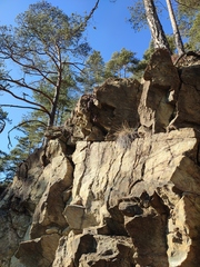 Sempervivum pittonii