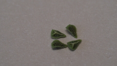 Cryptantha muricata jonesii