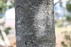 Celtis laevigata