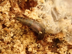 Sepedophilus marshami