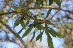 Celtis laevigata