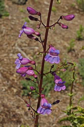 iNaturalist observation photo of Showy Penstemon
