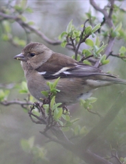 Fringilla coelebs