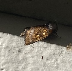 Papaipema impecuniosa