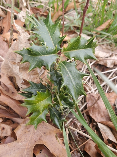 Osmanthus heterophyllus