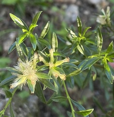 Baccharis flabellata