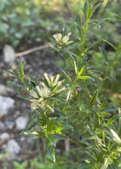 Baccharis flabellata