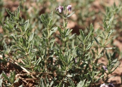 Phyla cuneifolia