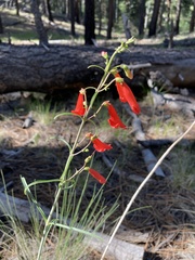 Penstemon barbatus