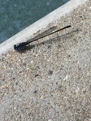 Argia translata