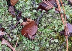 Cladonia asahinae