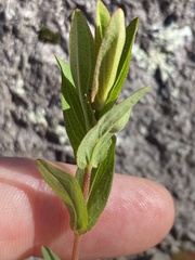 Hypericum pseudomaculatum