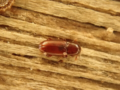 Cerylon ferrugineum
