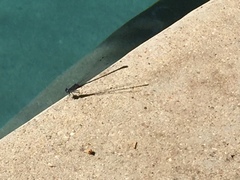 Argia translata
