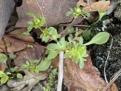 Phacelia glabra