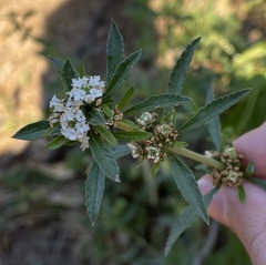 Lippia turbinata