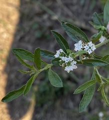 Lippia turbinata