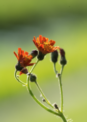 Pilosella aurantiaca