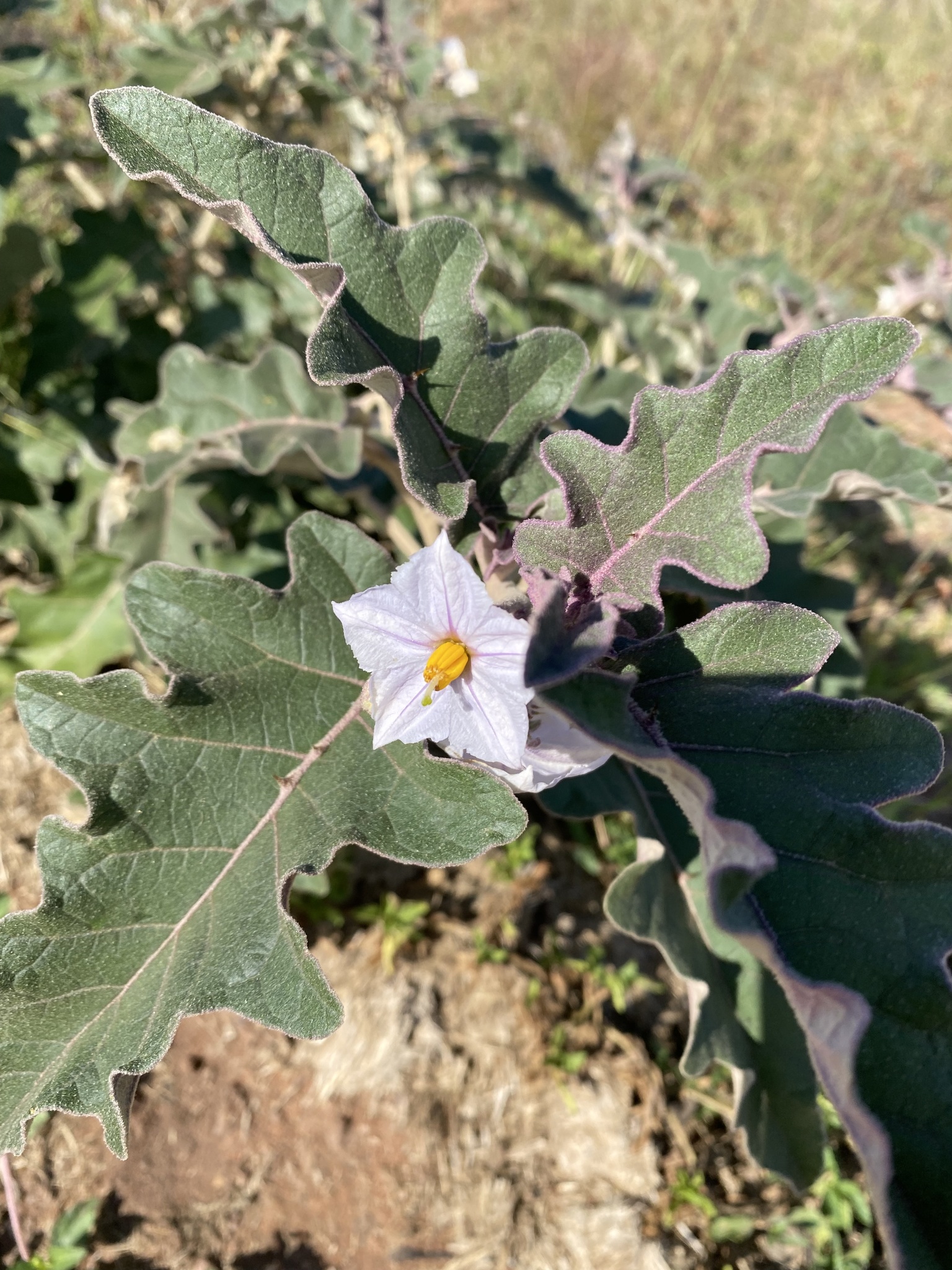 Solanum lichtensteinii
