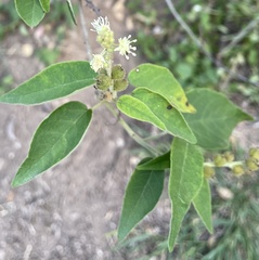 Croton lachnostachyus
