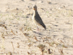 Oreopholus ruficollis
