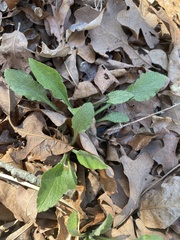 Solidago ulmifolia palmeri