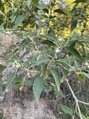 Croton lachnostachyus