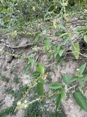 Croton lachnostachyus