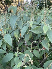 Croton lachnostachyus