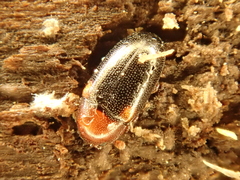 Dacne bipustulata