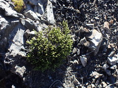 Veronica quadrifaria