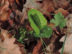 Aristolochia rotunda